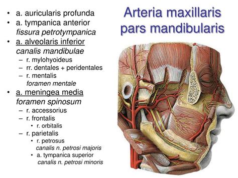 Ppt Arterial System Systema Arteriarum Powerpoint Presentation Id