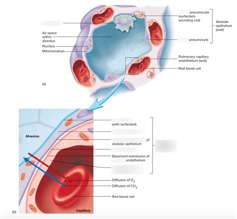 Figure Alveolus And The Respiratory Membrane Diagram Quizlet