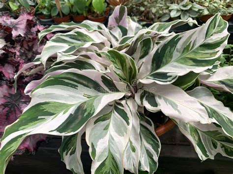 Rare Variegated Calathea Fusion White Stock Image Image Of Rare