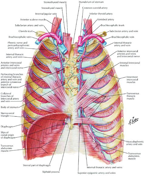 Anatomy Of Chest Wall Anatomy Of Chest Wall And Thoracic Cavity | The Best Porn Website