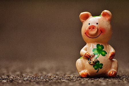 photo lucky pig figure luck lucky charm funny sweet animal