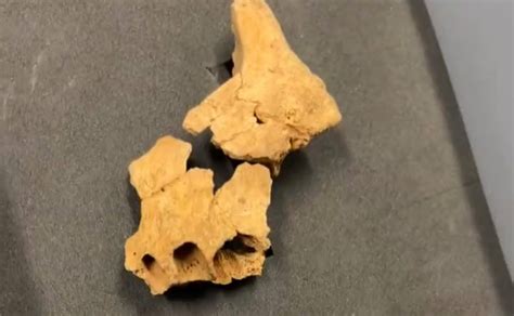 Localizan En Atapuerca La Cara Del Primer Europeo Leonoticias