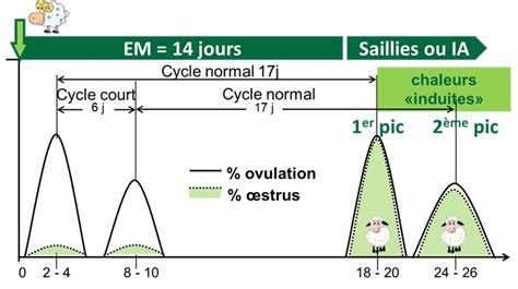 Un Effet M Le Peut Il Permettre De Cycler Des Brebis Aussi Bien Quun