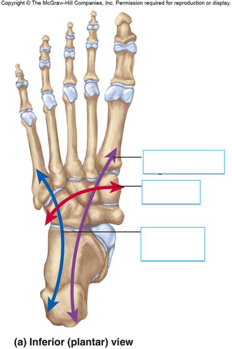 Foot Arches Diagram Quizlet