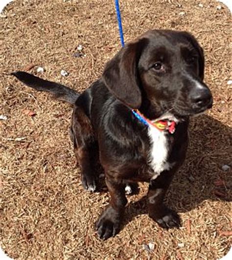 Keebler - Courtesy Posting | Adopted Dog | Cheshire, CT | Basset Hound ...