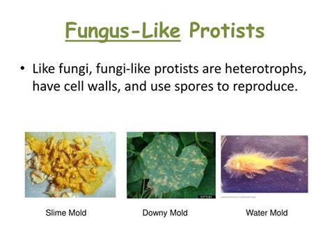 PPT - Viruses, Bacteria, Protists and Fungi PowerPoint Presentation