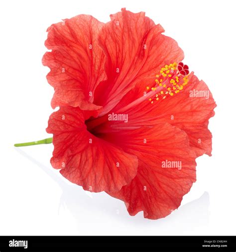 Hibiscus Flower Hi Res Stock Photography And Images Alamy