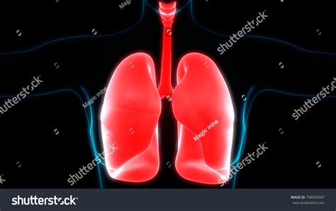 Human Body Organs Lungs Anatomy D Shutterstock