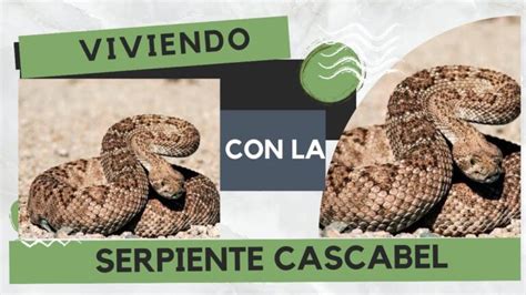 Consejos Esenciales De Seguridad Para Convivir Con Reptiles