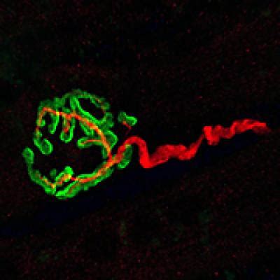 Neuromuscular Junction Image Eurekalert Science News Releases