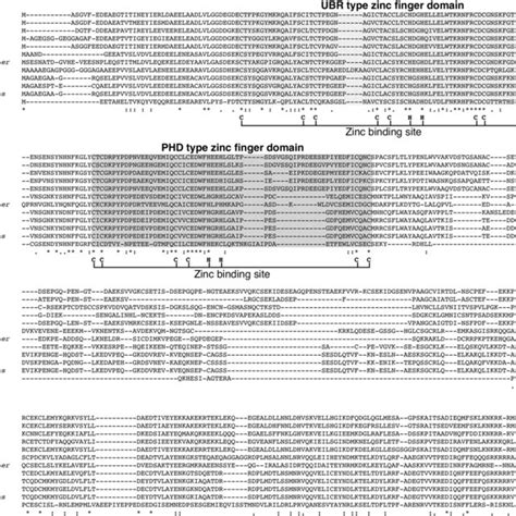 Alignment of deduced amino acid sequences of PFP (Arabidopsis thaliana ... 