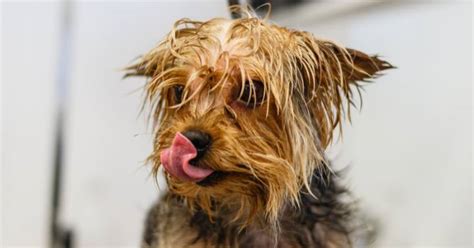 Beginner-Friendly Yorkie Grooming Tips: Last Guide You’ll Ever Need ...