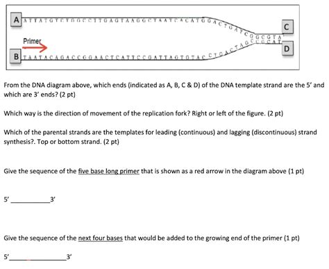 Solved From the DNA diagram above, which ends (indicated as | Chegg.com