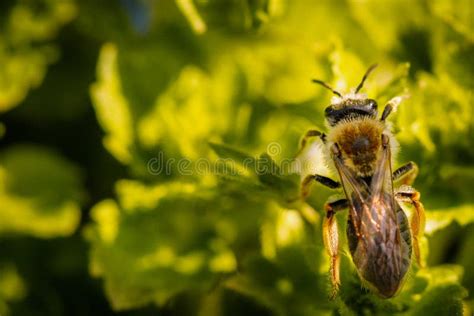 Abeja En Una Flor Blanca Que Recoge El Polen Y Que Recolecta El N Ctar