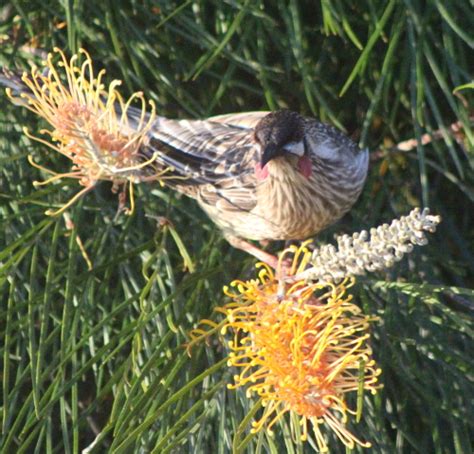 Red Wattle Bird In A Grevillea Time To Reflect