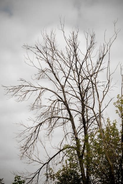 Premium Photo | Autumn tree branches