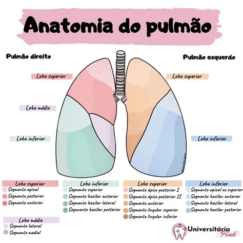 Pulmão anatomia função Os pulmões Planeta Biologia