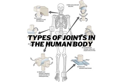 Types Of Joints And Their Functions At Max Peggy Blog