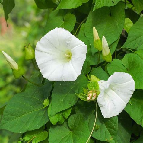 Exquisite Morning Glory Moonflower Seeds Available at Todd's Seeds ...