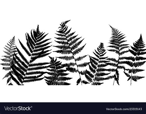 Background with fern leaves Royalty Free Vector Image