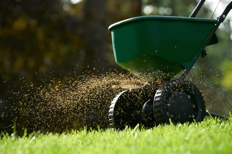 When To Seed Bermuda Grass In Arizona Storables