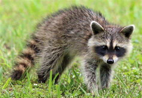 images nature black  white animal cute  wildlife