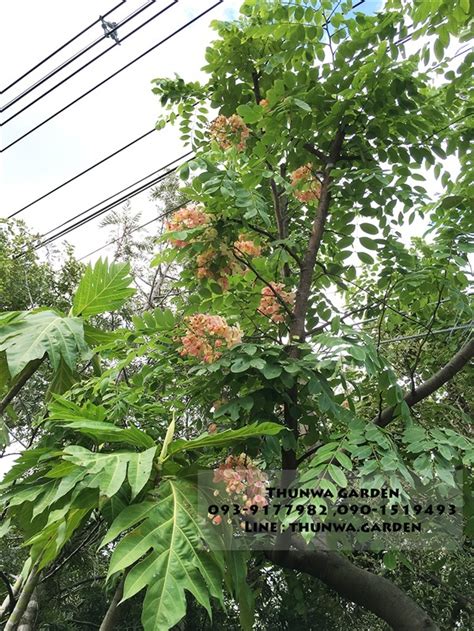 รตนพฤกษ Rainbow shower tree โดย ธนวา การเดน