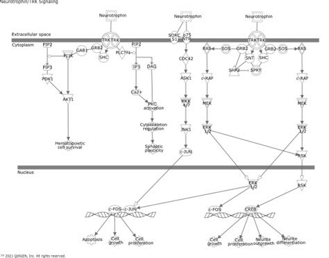 Neurotrophin TRK Signaling GeneGlobe