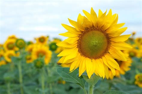 Premium Photo Blooming Yellow Sunflower With A Bee