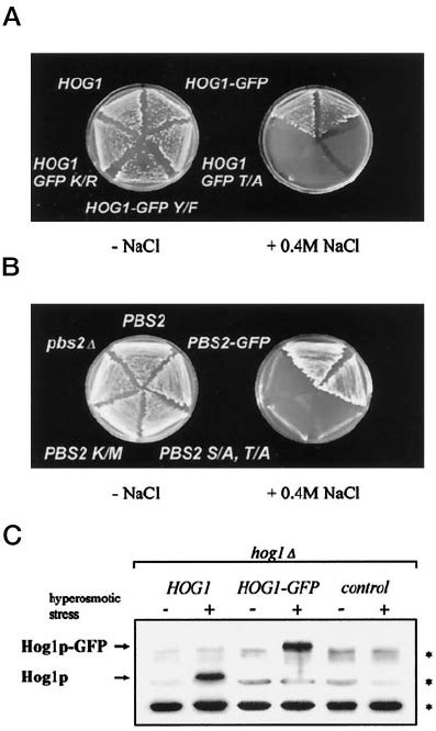 Expression Of Hog1gfp And Pbs2gfp Complement Hyperosmotic Sensitivity Download Scientific