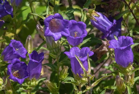 How To Grow And Care For Canterbury Bells