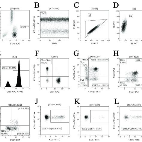 Flow Cytometry Immunophenotyping Gating Strategy For Cd8 T Cell Subset Download Scientific