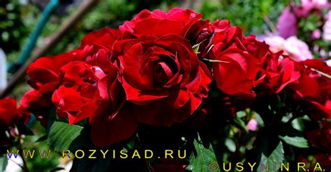 Розы и Сад. Канадская парковая роза, Хоуп Фо Хьюманити Hope for ...