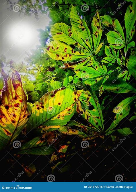 Horse Chestnut Tree Leaves With Guinardia Leaf Blotch Stock Image