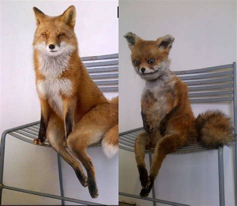 Create Meme Stoned Fox A Stuffed Fox Stuffed Fox Memes Pictures Meme