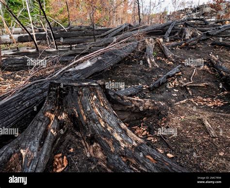 fallen burnt tree burnt stomp  burnt tree bark black background