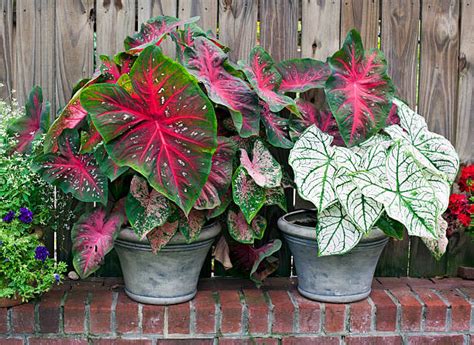 The Complete Guide To Propagating Caladium The Garden Bug Detroit