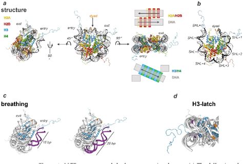 Figure 1 From The Role Of PARP1 And PAR In ATP Independent Nucleosome