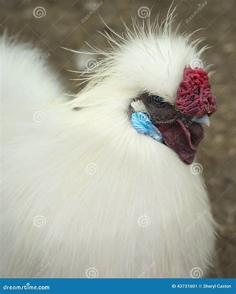 Silkie Rooster Stock Image Image Of Silky Comb Rooster 43731601