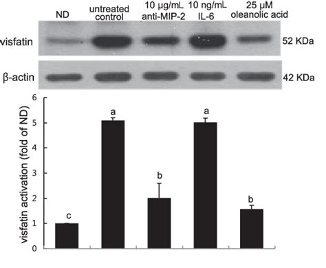 Figure From Blockade Of Visfatin Induction By Oleanolic Acid Via