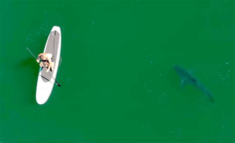 Video Great White Shark Chases Sup Surfer In Socal