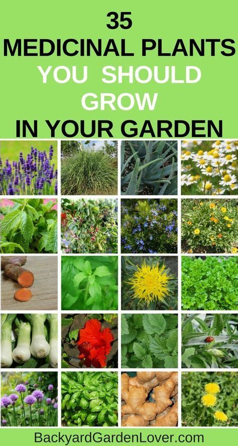 65 Wild Edible And Medicinal Plants Ideas In 2021 Wild Edibles