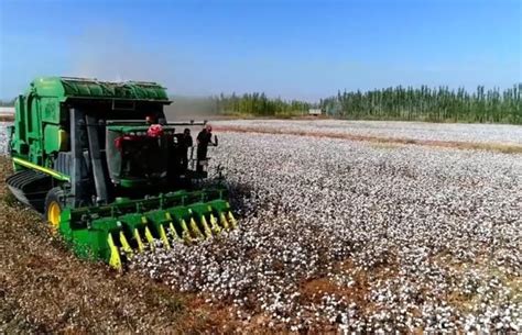 新疆庫車：防疫生產兩不誤 雪白棉花促增收 每日頭條