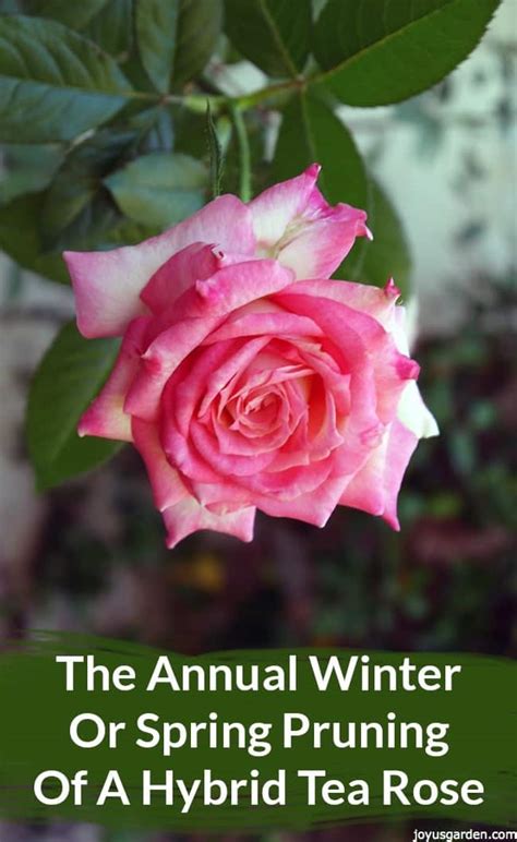 Hybrid Tea Rose: Annual Winter or Spring Pruning