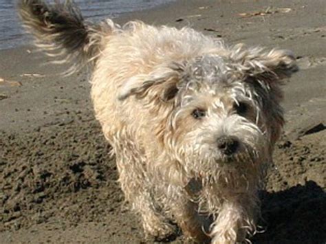 cairnoodle dog pictures