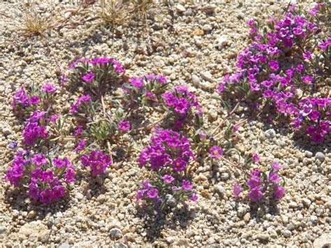 Mojave Desert California Wildflowers Resource Johnson Valley