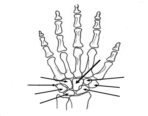 Hand Landmarks Diagram Quizlet