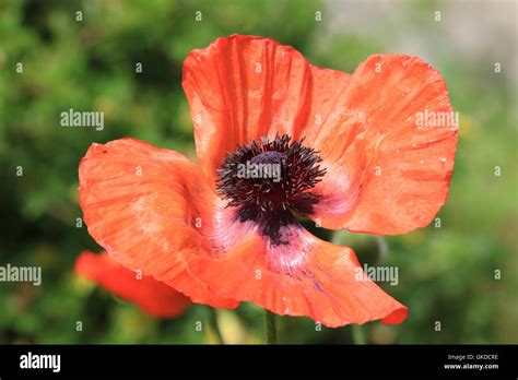 Single poppy flower Stock Photo - Alamy