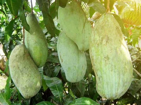 cara menghilangkan getah mangga di wajah 3