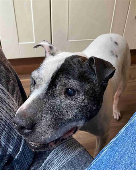 Staffordshire Bull Terrier Cross Dogs For Adoption
